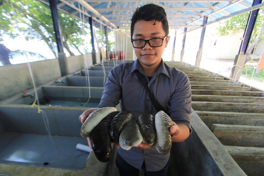 Budidaya Teripang