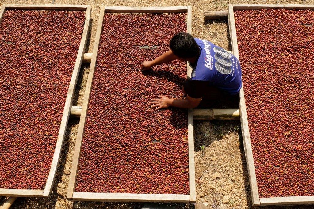 Harga Kopi Turun