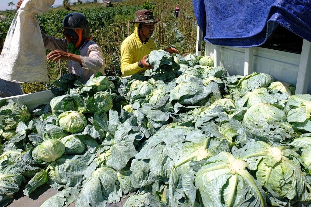 Harga Sayuran Anjlok