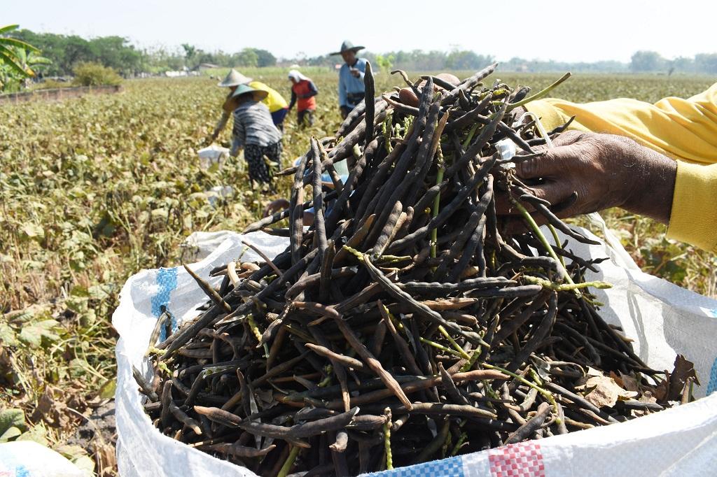 Panen Kacang Hijau