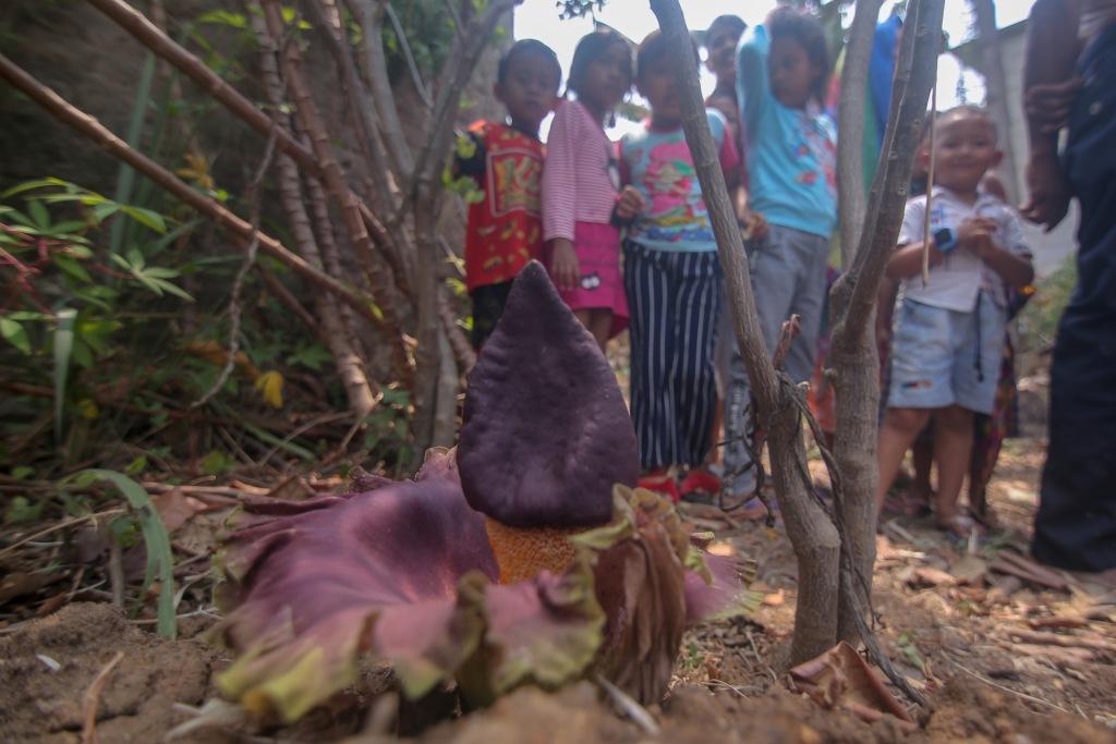 Temukan Bunga Bangkai