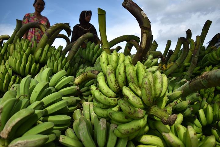 Panen Pisang