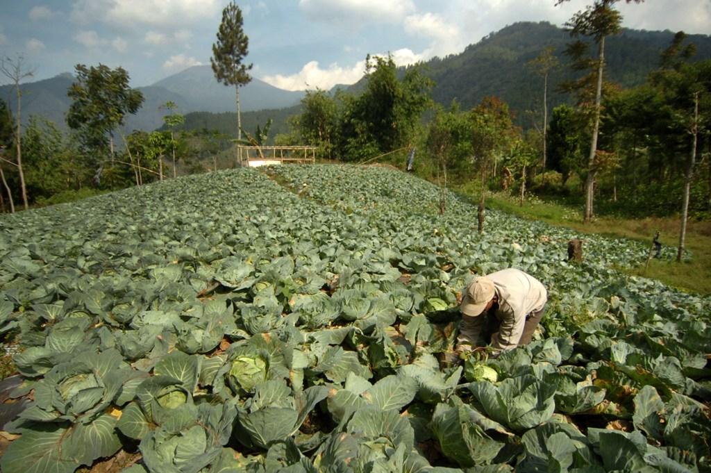 Harga Sayur Turun