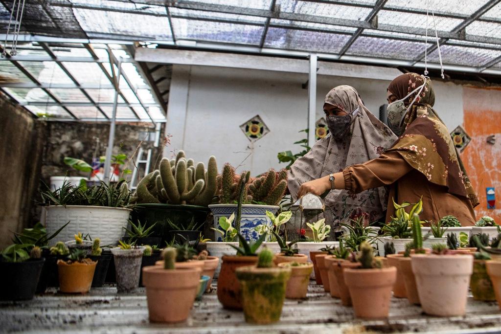 Berburu Tanaman Hias