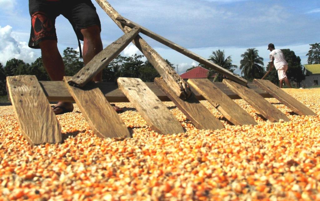 Genjot Produksi Jagung