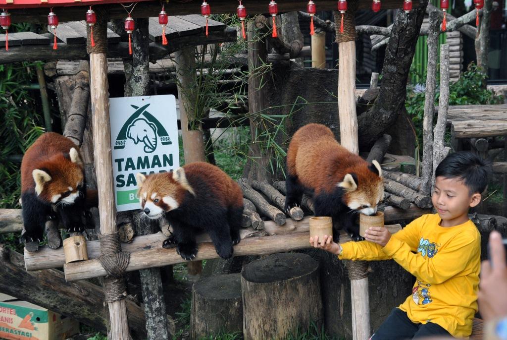 Panda Merah
