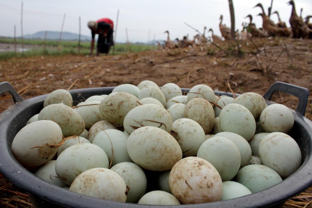 Panen Telur