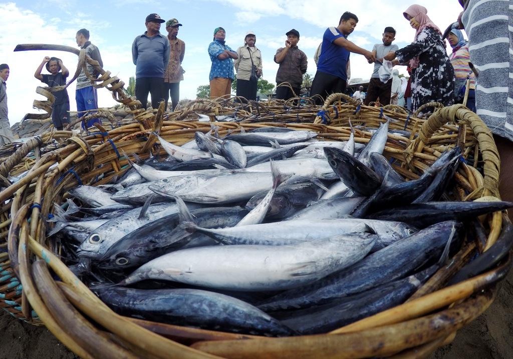 Harga Ikan Turun