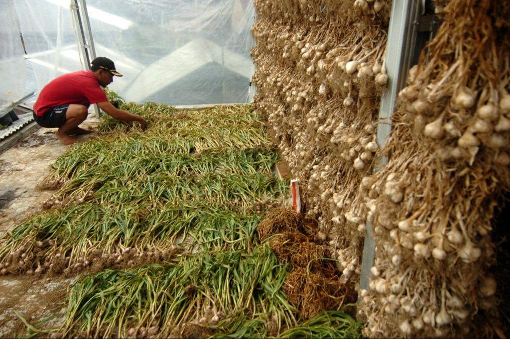 Produksi Benih