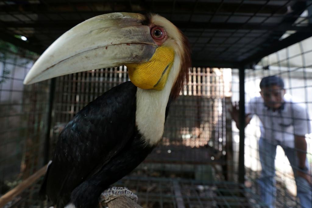 Burung Julang Emas