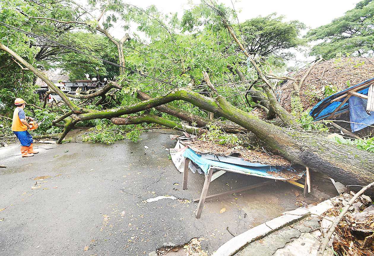 Pohon Tumbang Timpa Kios