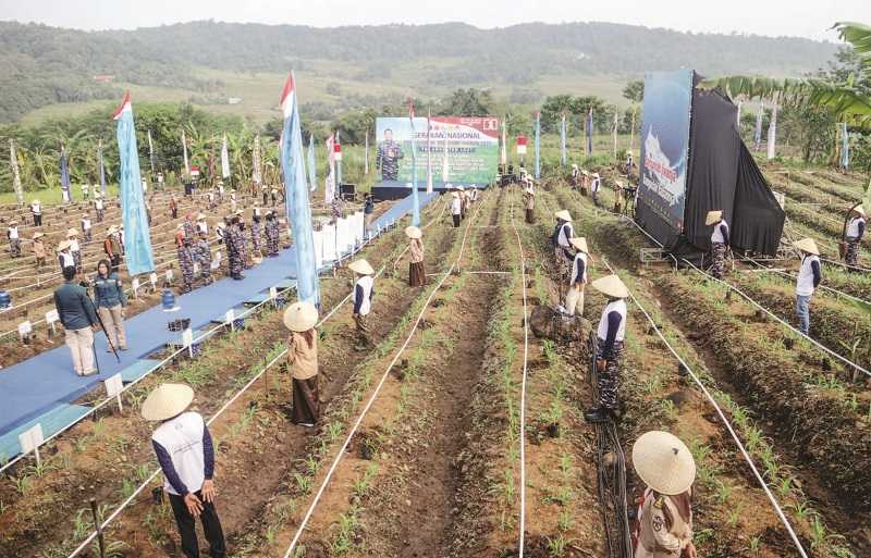 PRAJURIT TNI AL TANAM SORGUM