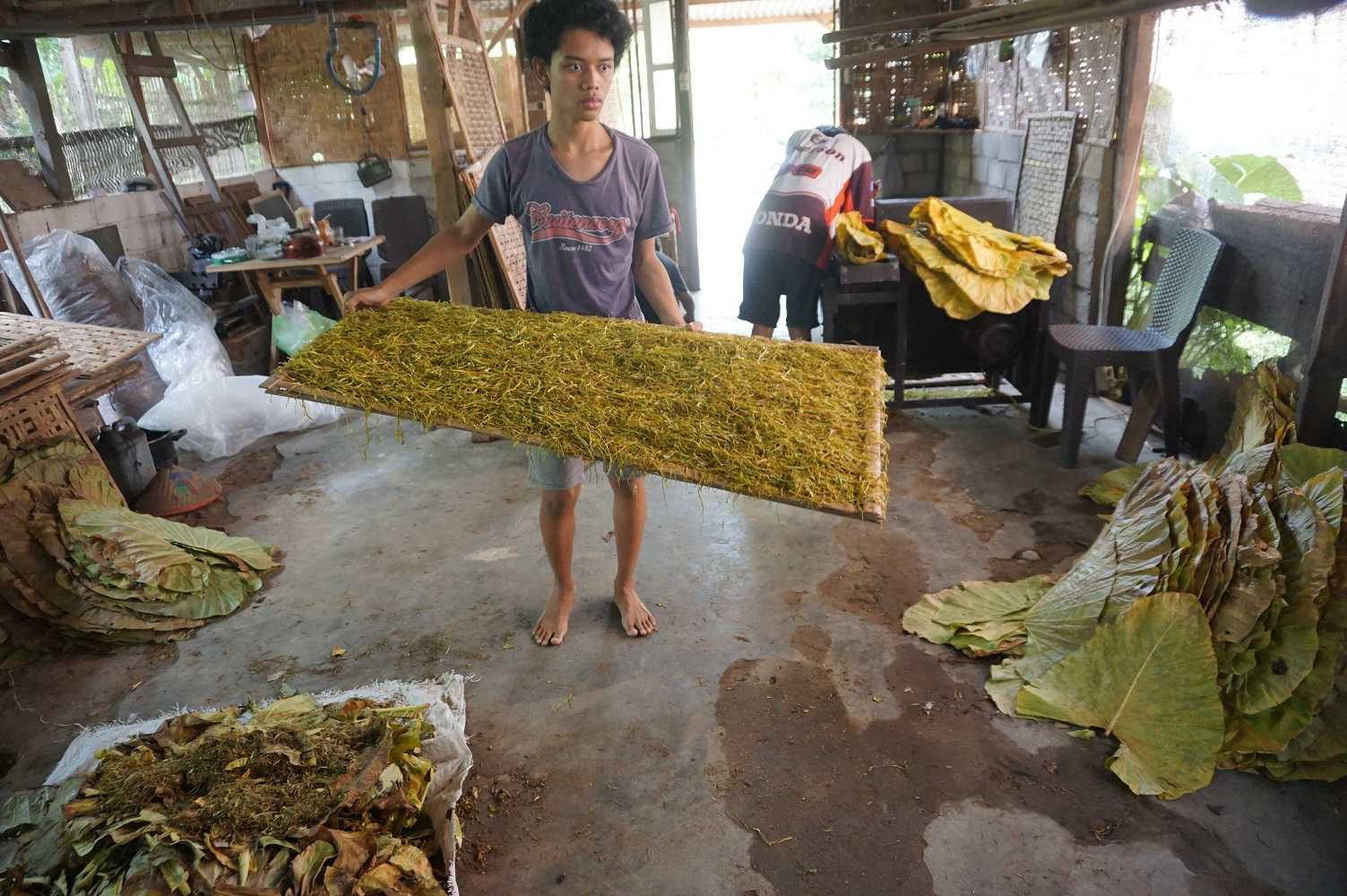 Produksi Daun Talas