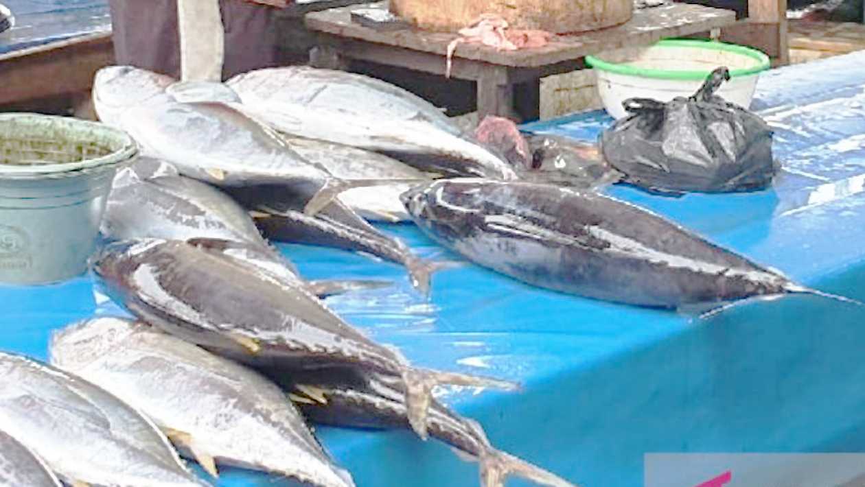 Produksi Ikan Tuna di Jayapura Terus Meningkat Capai 45 Ton Per Tahun