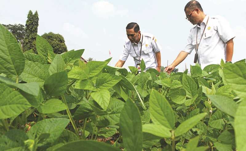 PRODUKSI KEDELAI LOKAL AKAN DIGENJOT