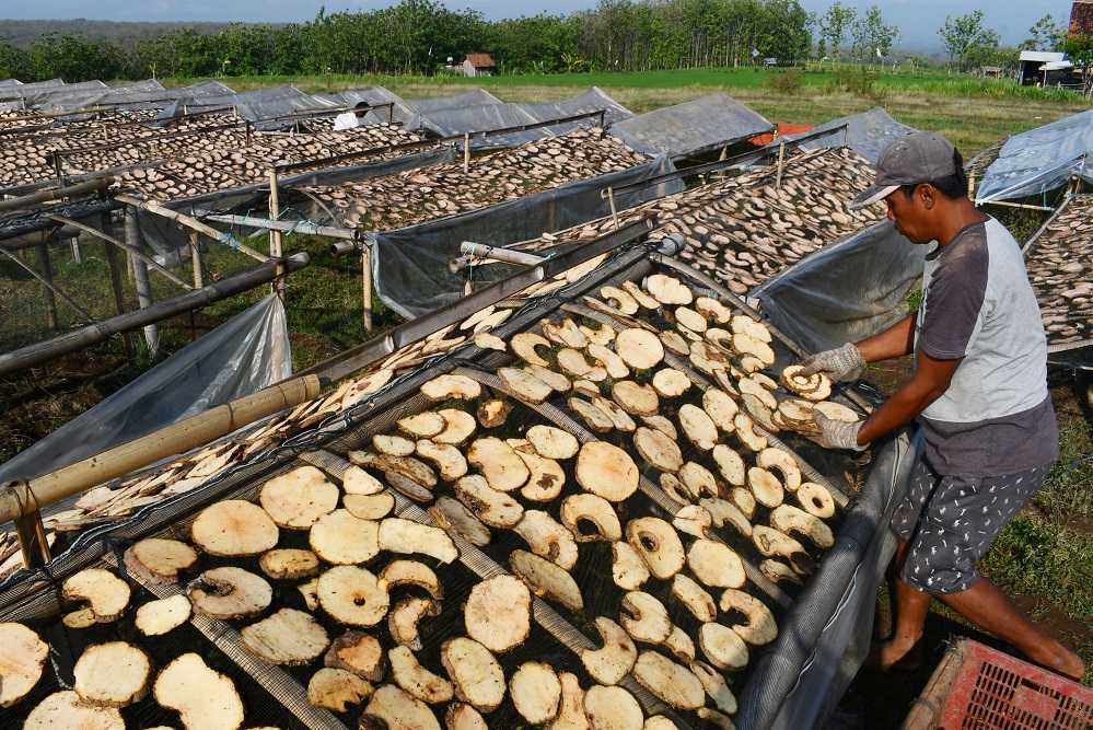 Produksi Porang