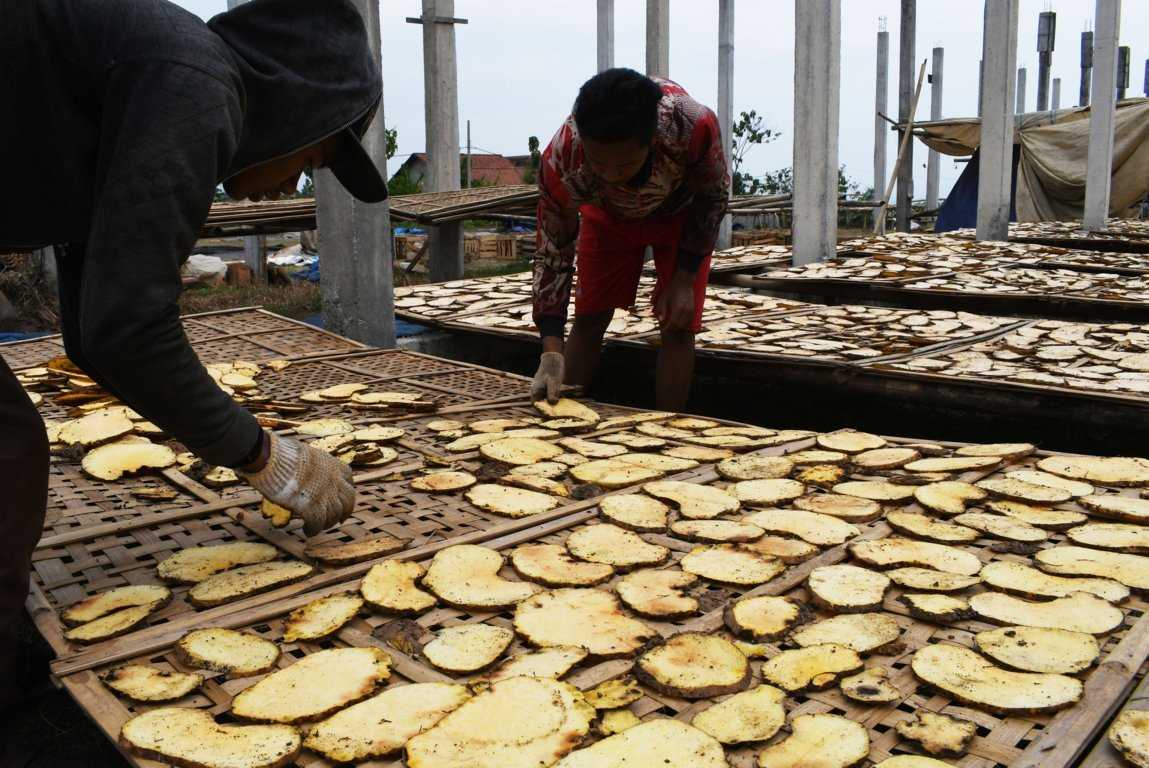Produksi Porang