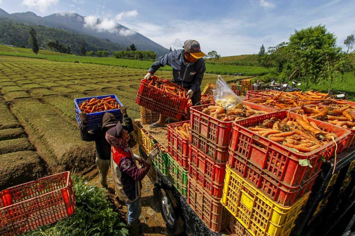 Produksi Sayuran Turun