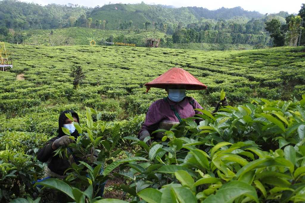Produksi Teh