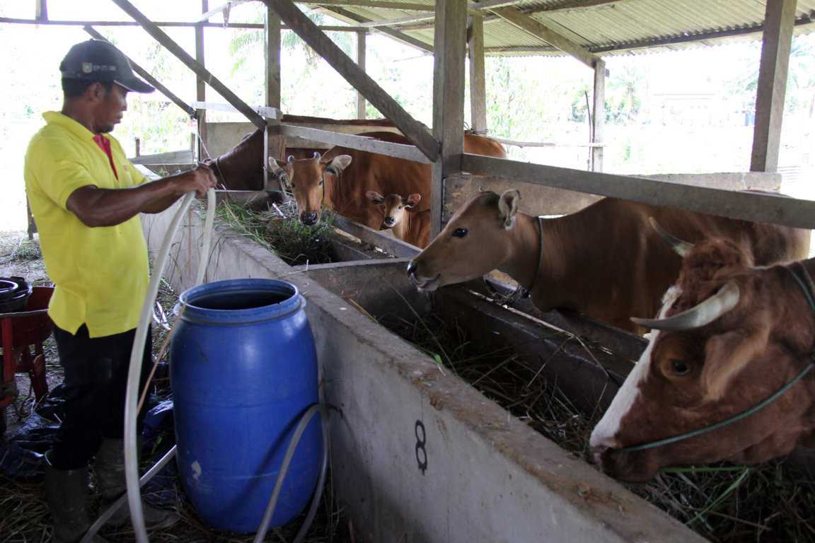 Program Sapi Bantuan