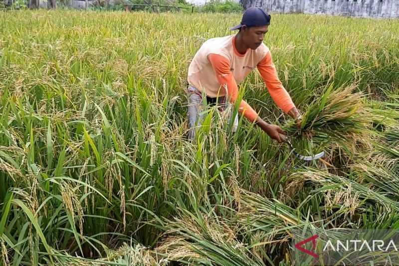 Proteksi Usaha Tani