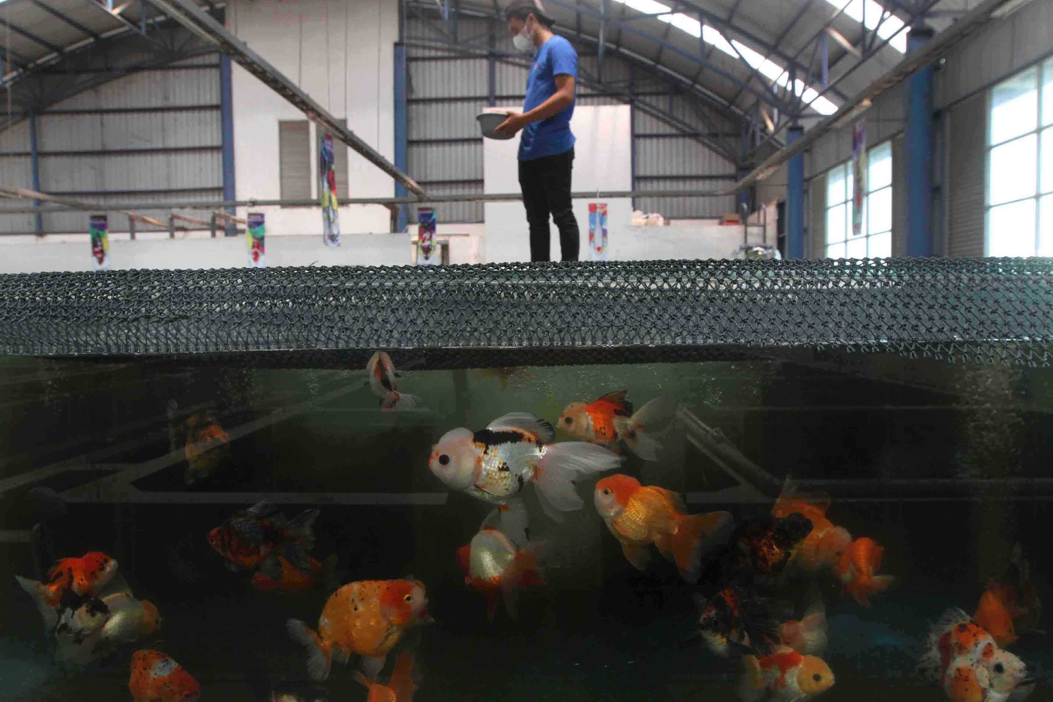 Pusat Budidaya Ikan Koi dan Maskoki Nusantara di Raiser Ikan Hias milik KKP