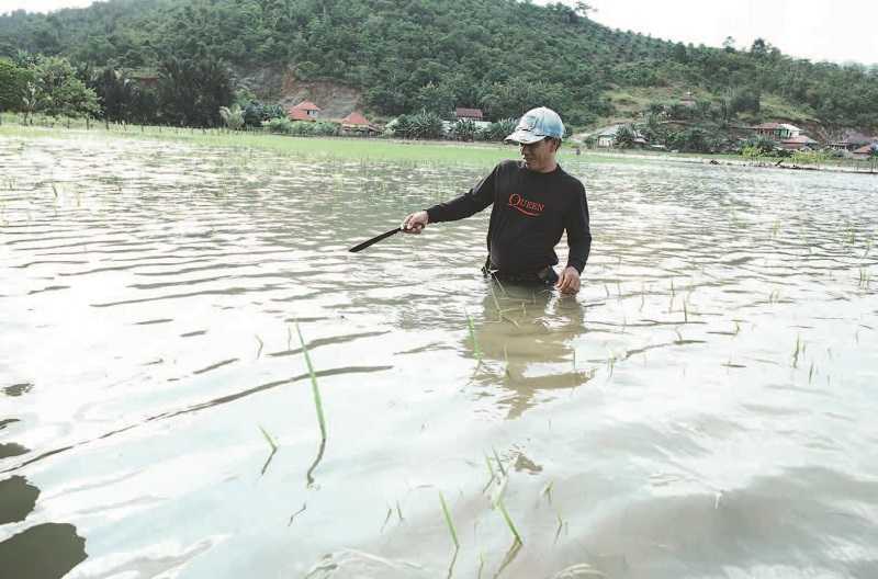 RATUSAN HEKTARE TANAMAN PADI TERENDAM BANJIR DI KONAWE UTARA