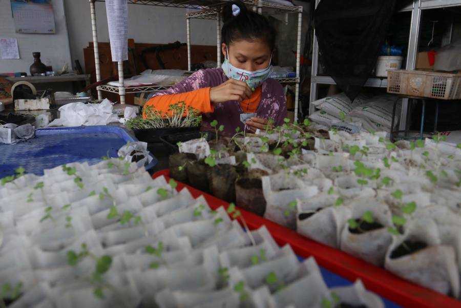 Rawat Sayuran di Urban Farming