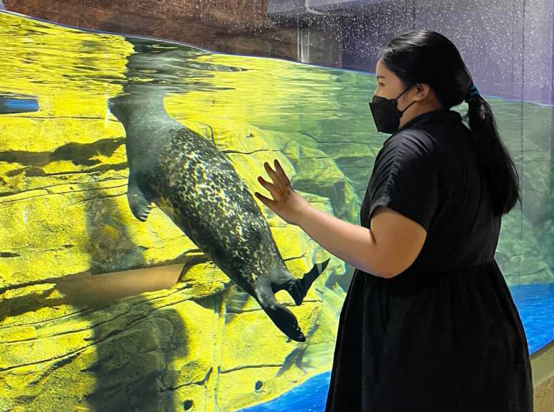 Seal, Satwa Akuatik Baru Telah Hadir di Jakarta Aquarium & Safari!