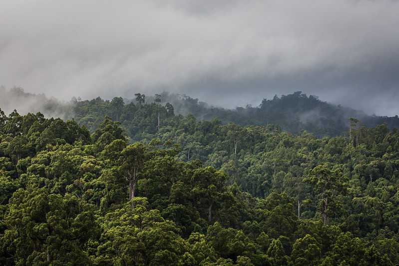 Sejauh Mana Pembayaran REDD+ Menguntungkan Masyarakat Lokal?