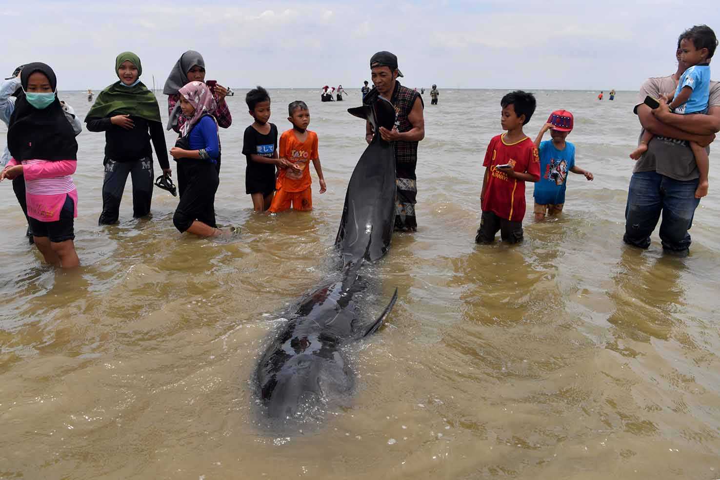 Selamatkan Ikan Paus
