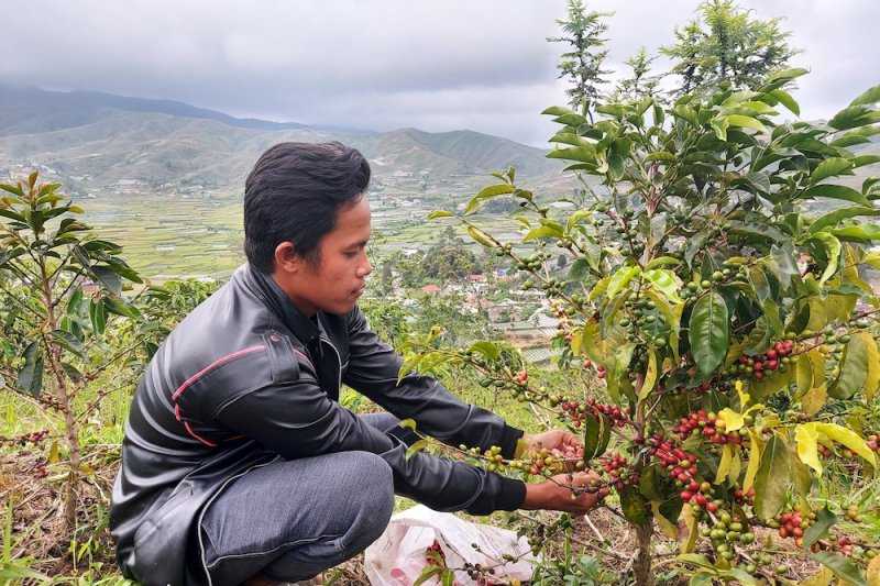Sumatera Barat Fokus Kembangkan Budi Daya Kopi Arabika
