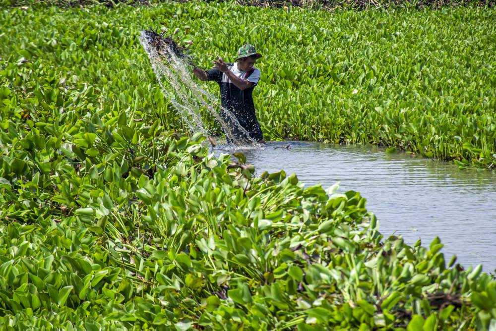 Sungai Citarum dipenuhi eceng gondok