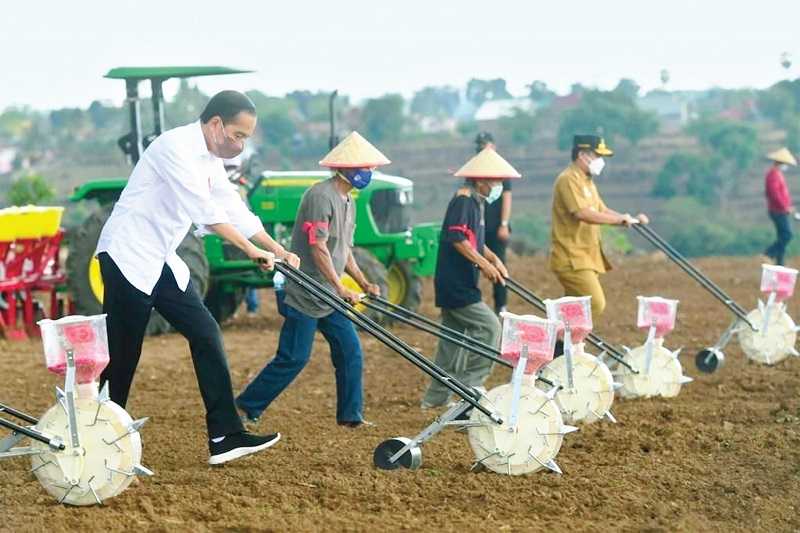 TANAM JAGUNG SUPAYA TIDAK IMPOR