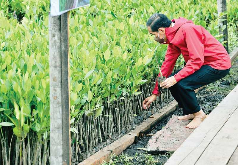 TANAM MANGROVE