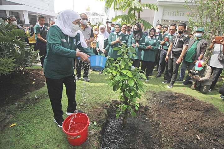 Tanam Pohon Mojo
