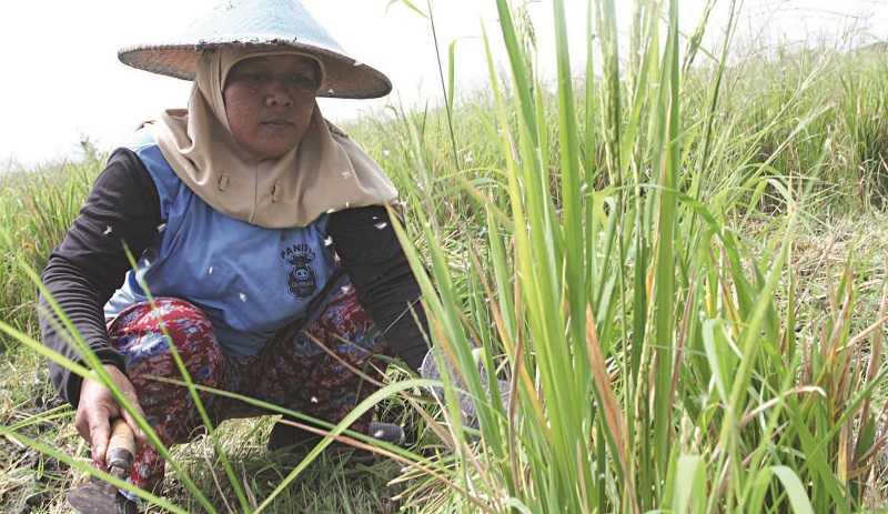 TANAMAN PADI RUSAK TERSERANG HAMA