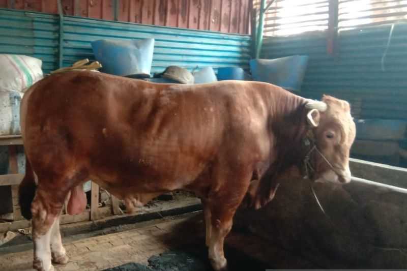 Tempat Limbah Mesti Ada di Pemotongan Hewan