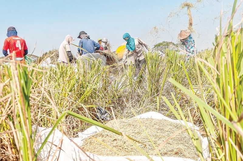 TERPAKSA PANEN LEBIH AWAL ANTISIPASI DAMPAK EL NINO