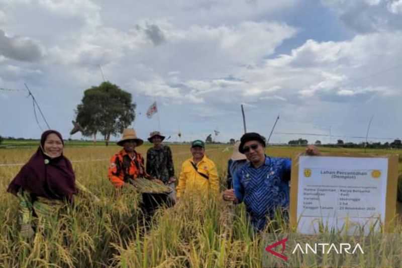 Tingkatkan Produksi, Banjarmasin Kembangkan Padi Unggul Varietas Mekongga