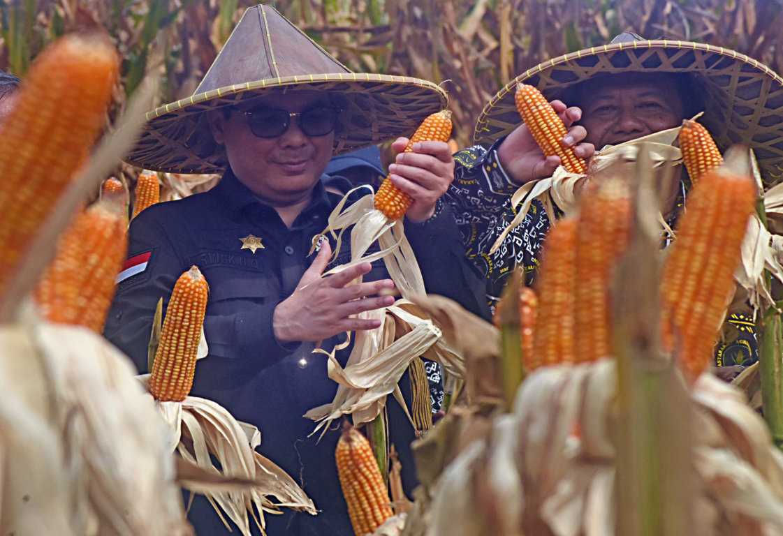 Tingkatkan Produksi Jagung
