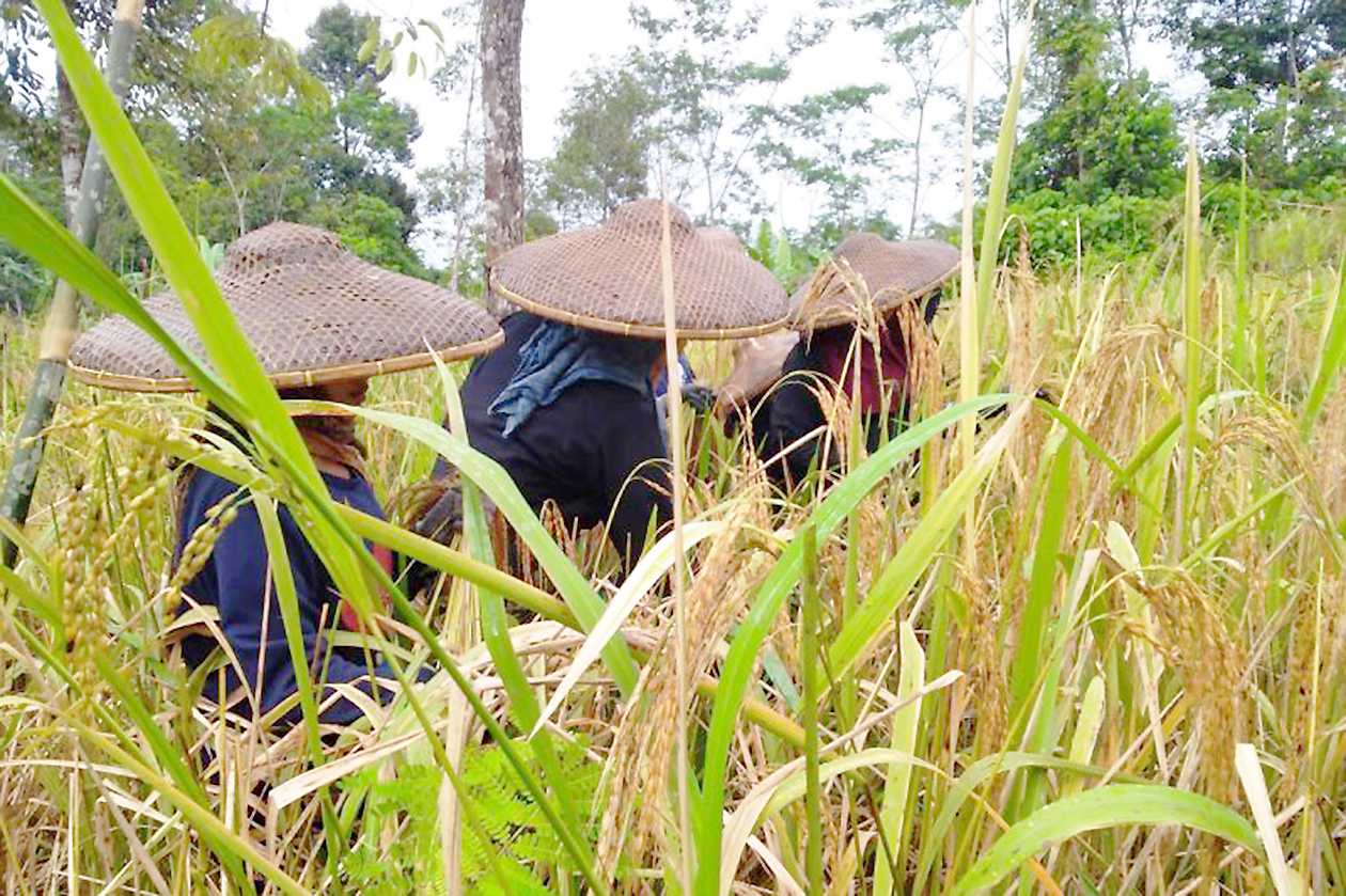 Tingkatkan Produksi Pangan, Petani Lebak Tanam Padi Gogo