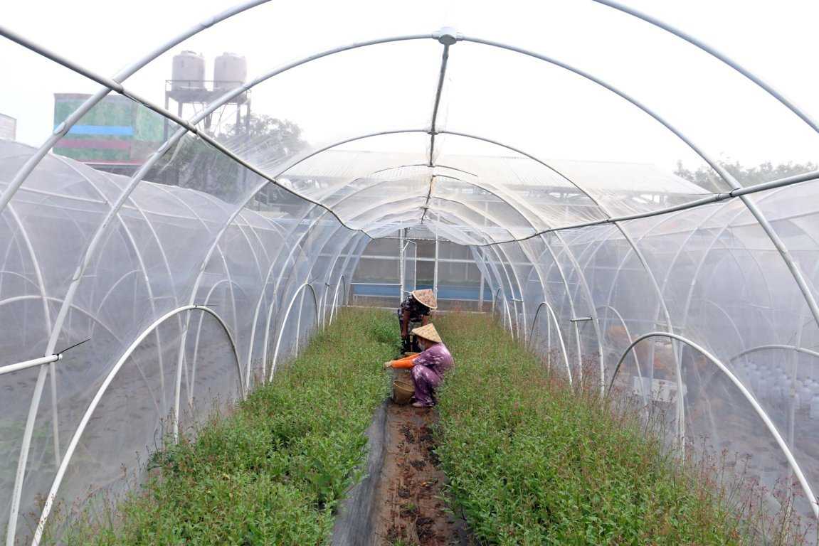 “Urban Farming"