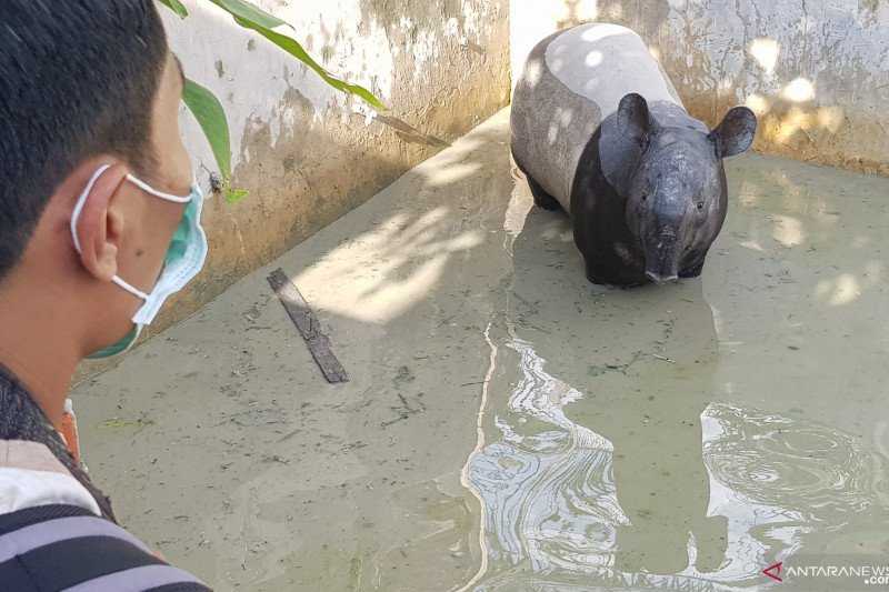 Warga Heboh Melihat Tanda-tanda Ini, Seekor Tapir Liar Nyasar ke Kolam Ikan di Pekanbaru