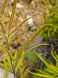20250701141508_Pteris-melanocaulon.jpeg