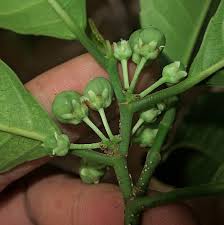 20250701141537_Rinorea-niccolifera-hijau.jpeg