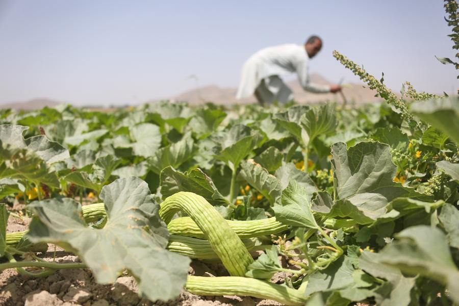20250701200310_melon2.jpg