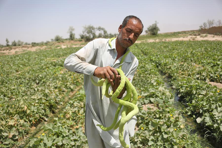 20250701200311_melon1.jpg