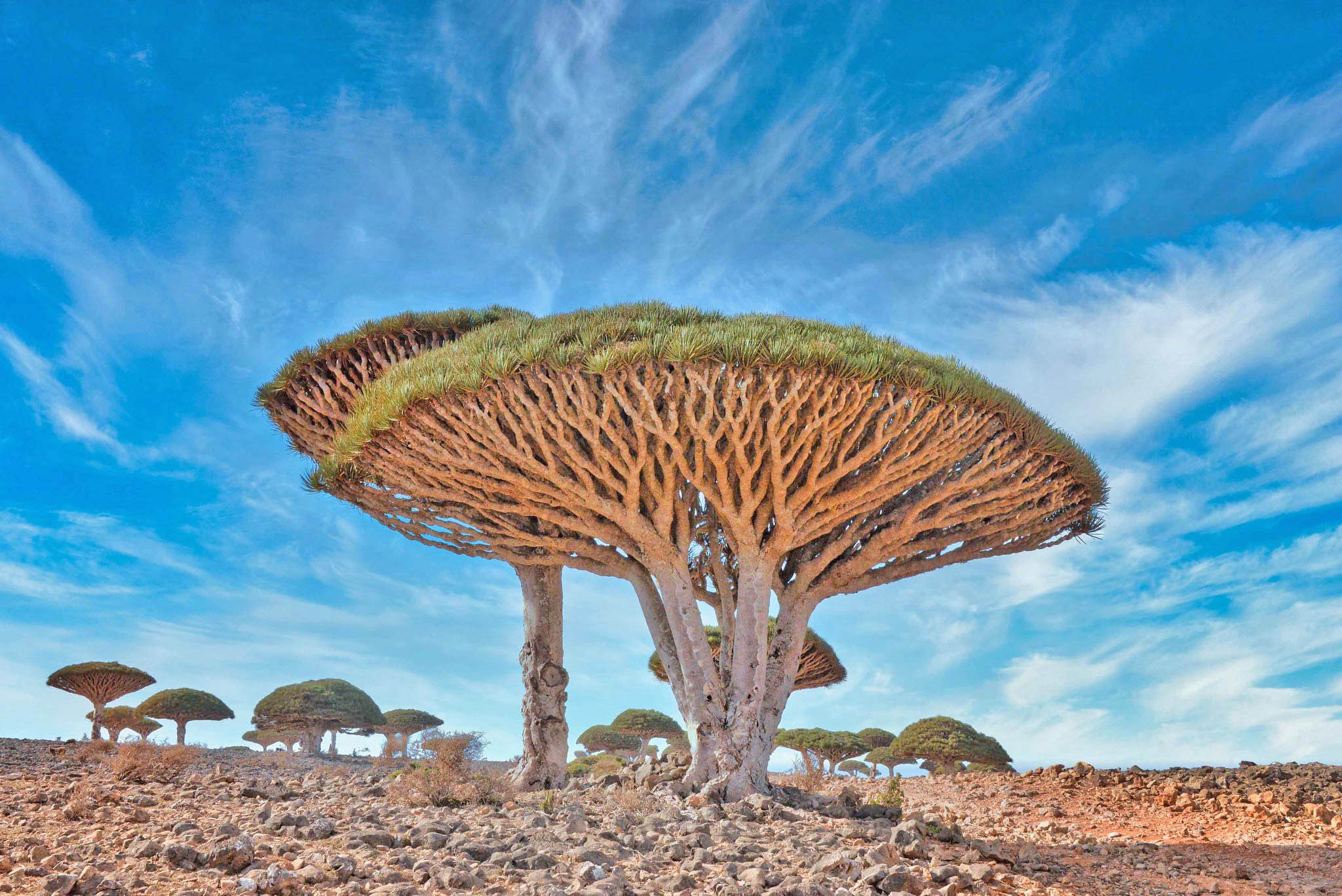 20250827150040_yemen-tree.jpg