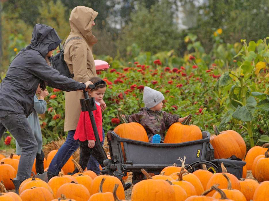 20251013154401_pumpkin2.jpg